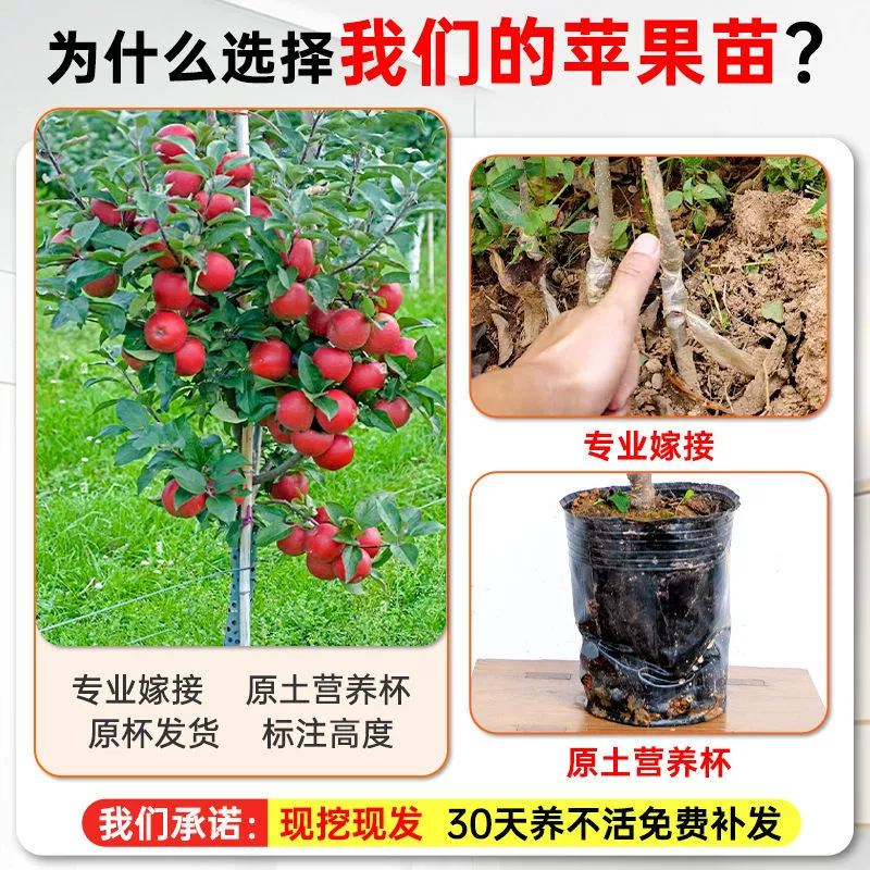 Привитый саженец яблони Fuji Red Dew с землёй и листьями, крупные сладкие «сердцевидные» плоды, для горшка и грунта