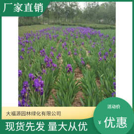 德国鸢尾【基地批发】 量大优惠  品种齐全景区造景工程绿化苗