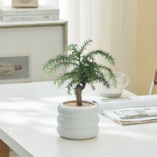 澳洲杉老桩高端盆景北欧ins办公室内客厅桌面绿植花卉盆栽净化空