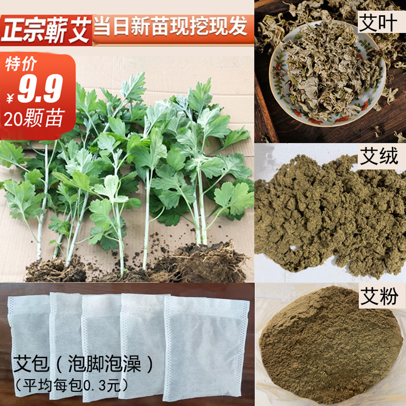 新鲜蕲艾苗种植整棵现挖现发艾草艾叶陈三年艾绒艾粉艾包泡脚批发
