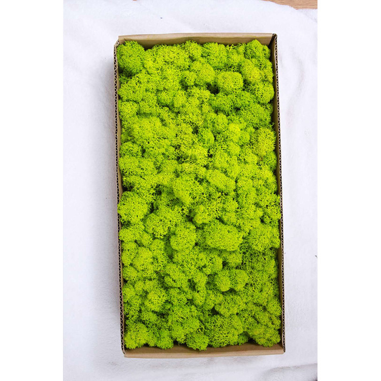 Musgo eterno ciervo musgo planta pared paisaje musgo ventana interior decoración micro paisaje eterna flor musgo