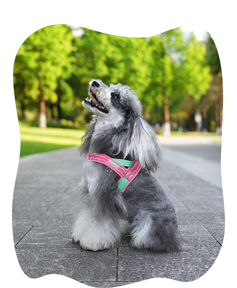 Breathable T-shaped Dog Harness And Leash Set For Small Medium Dogs_voghion.com