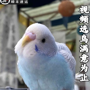 ���^��Ƥ�W�^���B���fԒ���W�^С�B���B�������B���w���Lĵ������