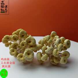 鑫榕钰  产地源头批发直供新货干货鸡油菌黄丝菌黄金菇500克