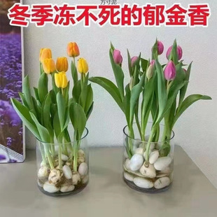 Specially Cold-Resistant Hydroponic Tulips, Four-Season Fragrant Potted Flower Plants, Living Room Green Plants and Florals That Will Not Die, Export Wholesale