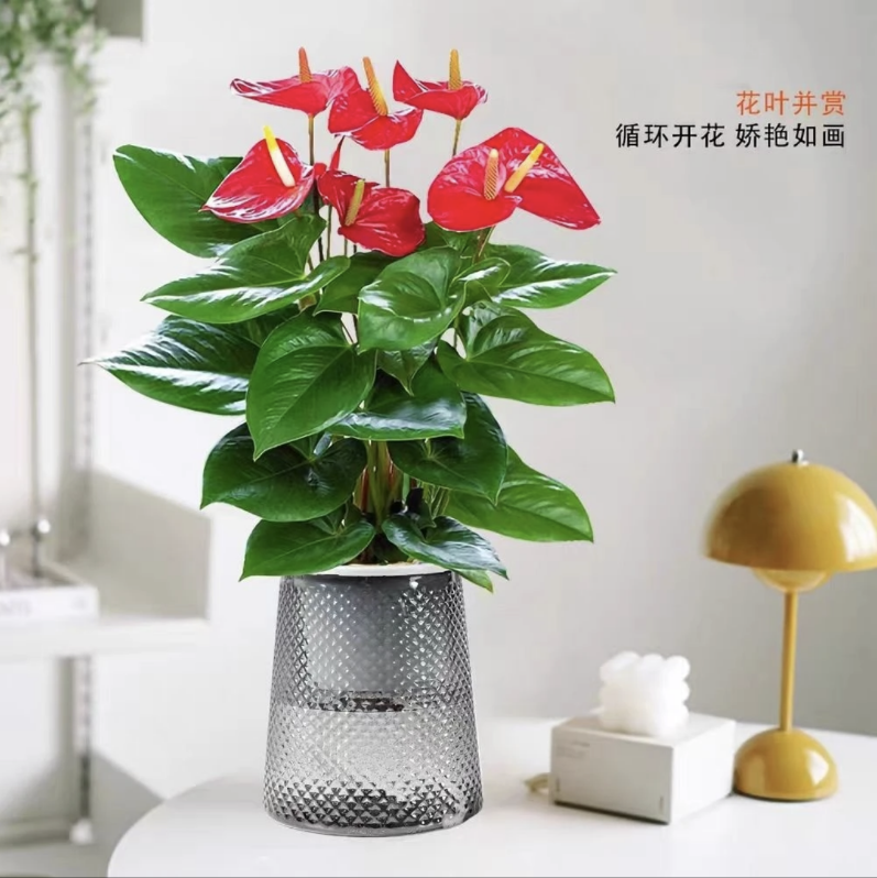 [핫 추천] 꽃이 있는 특급 안스리움 + 별이 빛나는 자흡식 화분 + 영양액