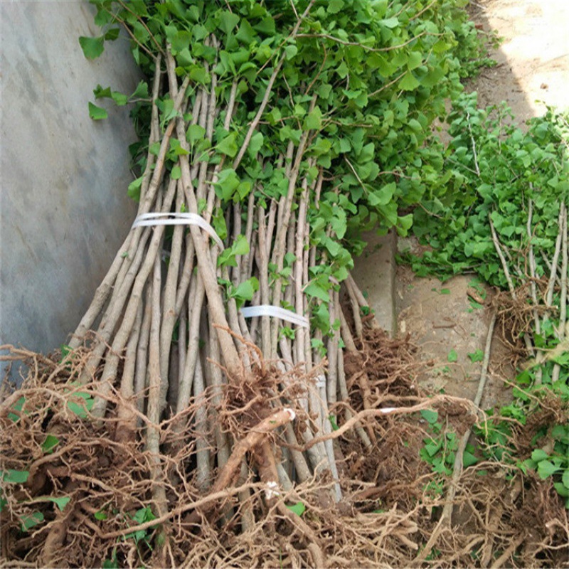 工程绿化苗木银杏树苗银杏小苗嫁接金叶银杏树苗白果树苗规格齐全