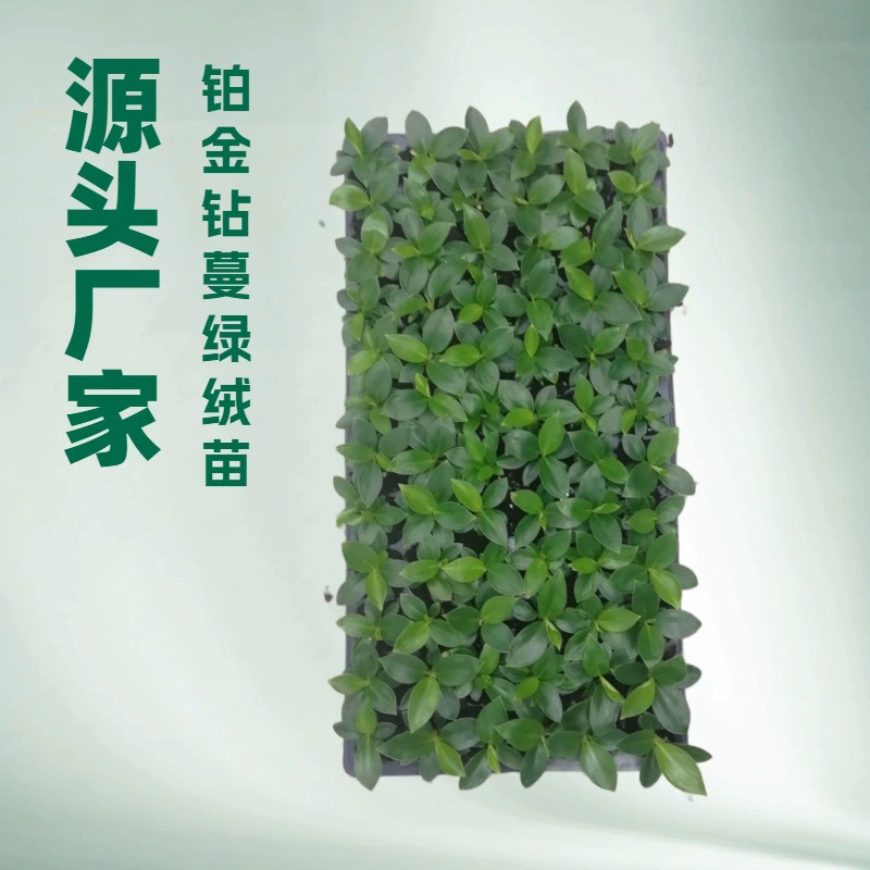 Заводская поставка комнатных лиственных растений Платиновый бриллиант лоза зеленый бархат саженцы садовые Цветочные саженцы оптом