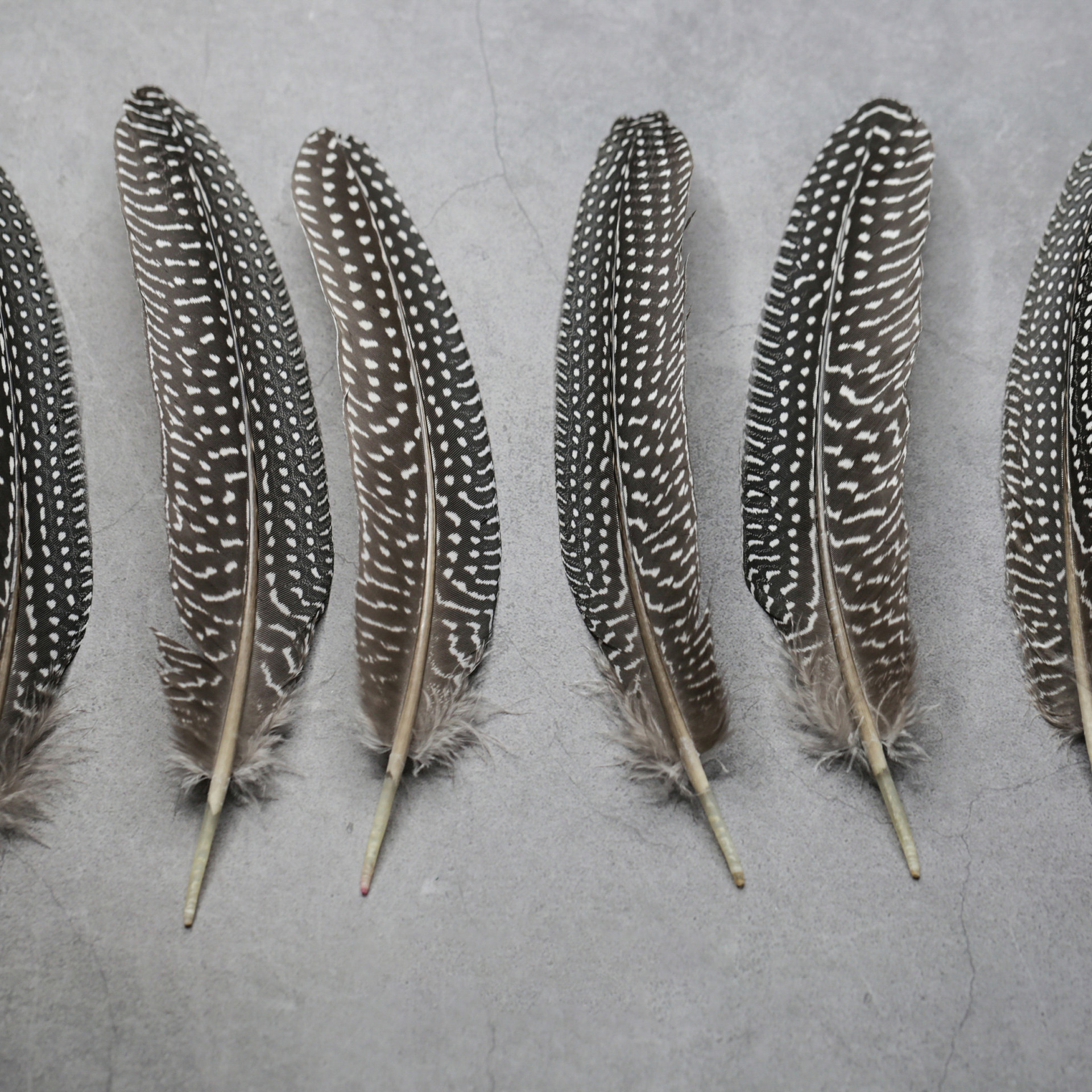 진주 둥지 깃털