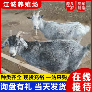 ����������������ɽ����w ��ɽ��ĸһ���N�� ����С����r��