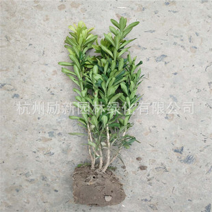 ��������ľֱ�N��ȸ���S��С��С�~�S��ë���繤�̈@�־G��ֲ��