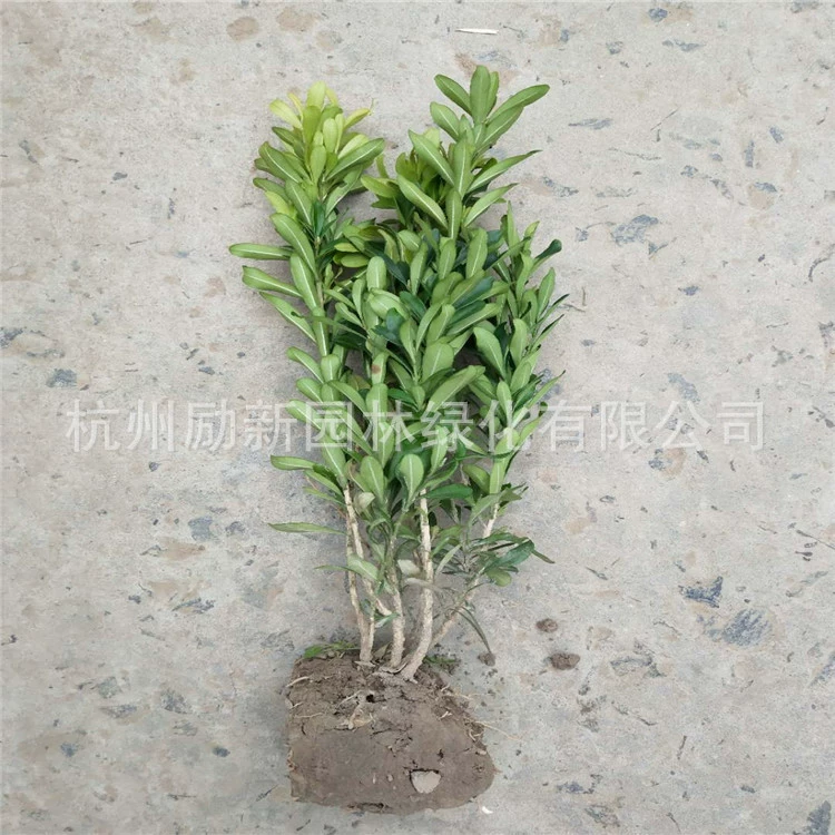 [Ханчжоу питомник прямых продаж] озеленение языка воробья и самшита рассада шерсть мяч Кубок рассады проект рассады