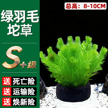 绿羽毛小坨草鱼缸水草大坨草造景摆件阴性淡水新手懒人真水草批发