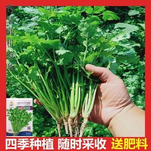 Small Coriander Seeds All Year Round Balcony Indoor Flower Potted Small Coriander Vegetable Seeds All Year Round Can Be Sown Seeds