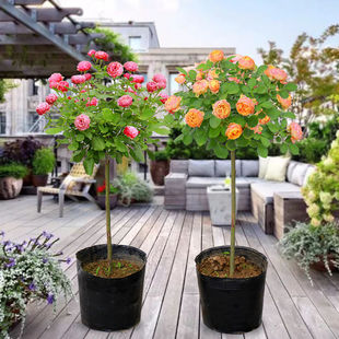 һ�����l�޽Ә���¼�����������԰������ļ��󻨝����¼����_��