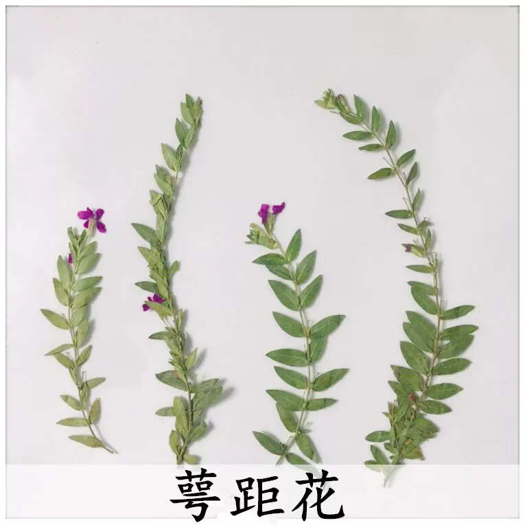 萼距花 干花台灯材料押花蜡烛香薰包贴画装饰压花画diy干花宫扇