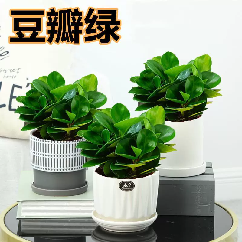 Зеленая фасоль в горшках, суккуленты, гидропонные цветы, комнатные зеленые растения на рабочем столе в гостиной, нефрит для поглощения и удаления формальдегида.
