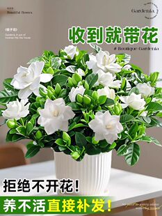 �d�ӻ����Ԏ����������҃ȿ͏d�̨���B�༾�_��ֲ����㻨�ܾGֲ