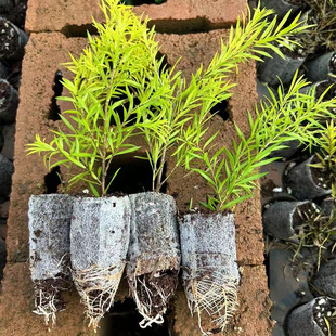 Yunnan Kunming Base Straight Hair Thousand Layer Gold Seedlings