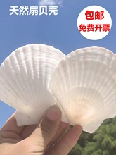 JIH3天然大贝壳片幼儿园手工diy绘画涂鸦打孔白色小扇贝壳海螺装