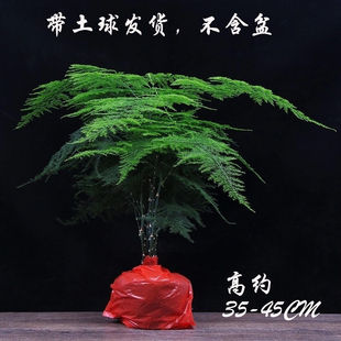 Potted Green Plants Indoor Soil Hydroponic Plants Cloud Bamboo Bonsai with Pot Florals Living Room All Year Round Evergreen Seedlings Cross-Border E-Commerce