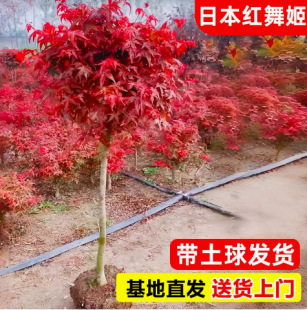 �t�������ձ��t�輧�Ї������t����̫��e���ļ���ë