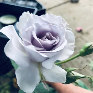 ���l�N�� �{�F/�{ɫ���F ��ľ�¼� ��΢�� �ӱ����� ���Ի����