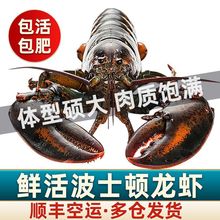 【鲜活发货】波士顿大龙虾鲜活海产新鲜波士顿龙虾活的年货礼盒