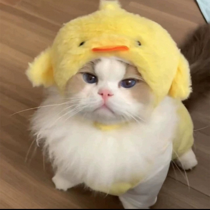 猫咪可爱兔子头套耳朵可立帽子网红英短可爱拍照小狗头饰宠物变装|undefined