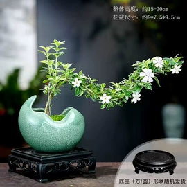 栽培基质;盆栽;营养液