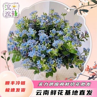 Blue Star Flowers Yunnan Kunming Base Straight Hair Fresh Cut Flowers Water-Raised Flowers Home Matching Small Pumpkins Wholesale