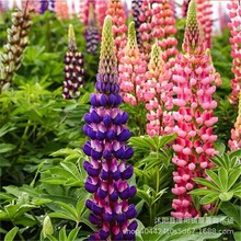 ���羳��؛���������N�����ȶ��N���ļ��׷NͥԺ�̨�����ļ��׷N