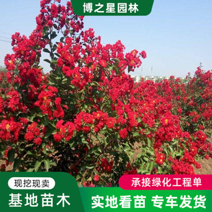 ���ع����t�����ޱ����@�־G���^�p���Ի��ܾGֲ�@���^�p��ޱ��