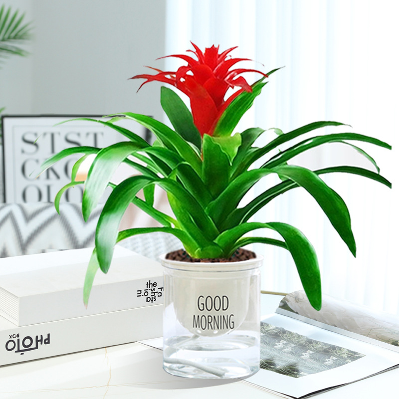 행운을 빌어요 [굿모닝 세면대] + 영양액