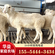 小尾寒羊羊羔-甘肅哪里有賣小尾寒羊的 小尾寒羊種羊養殖場