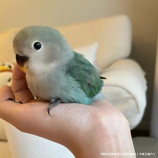 �G���B���B�S�����_�mĵ���fԒ��ë�H���ձ��r�B�W�^������С���B