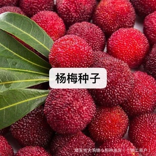 ��÷�N�ӗ�÷�䮔���·N����ľ�N�ӹ���N�ӗ�÷�N���ļ��Nֲ���l