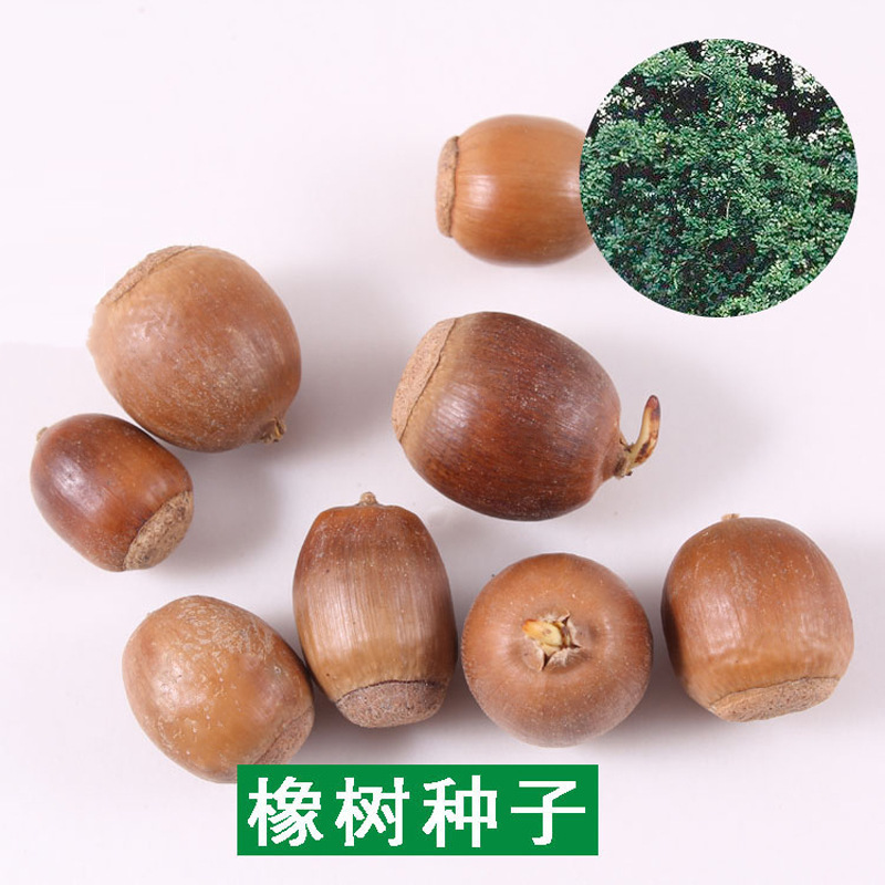 青冈栎种子 橡树种子 北美红栎 柞树栗茧 象树 小象树大橡树种子