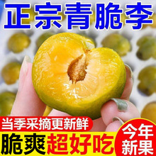 正宗四川脆甜脱骨李子青红脆李子5斤应季新鲜水果冰糖蜂蜜巫山李