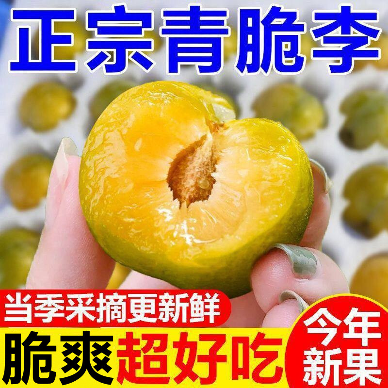正宗四川脆甜脱骨李子青红脆李子5斤应季新鲜水果冰糖蜂蜜巫山李