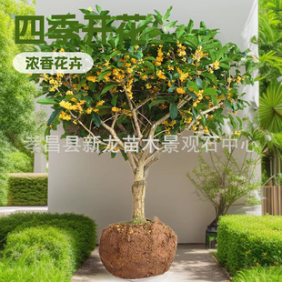 ���l����������Ϲ𻨘��̌��𻨃r��޽ӹ��@�G����ͥԺ��ľ