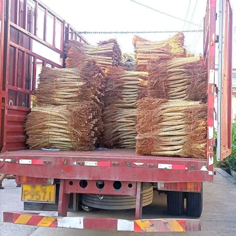 田舎の昔ながらの中庭ほうき、屋外用鉄ほうき、竹、家庭用天然工場道路掃除、超好麗陽|undefined