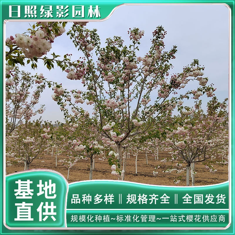 Pine Moon Цветение сакуры Цитата Где купить 15 см Pine Moon Цветение сакуры Происхождение