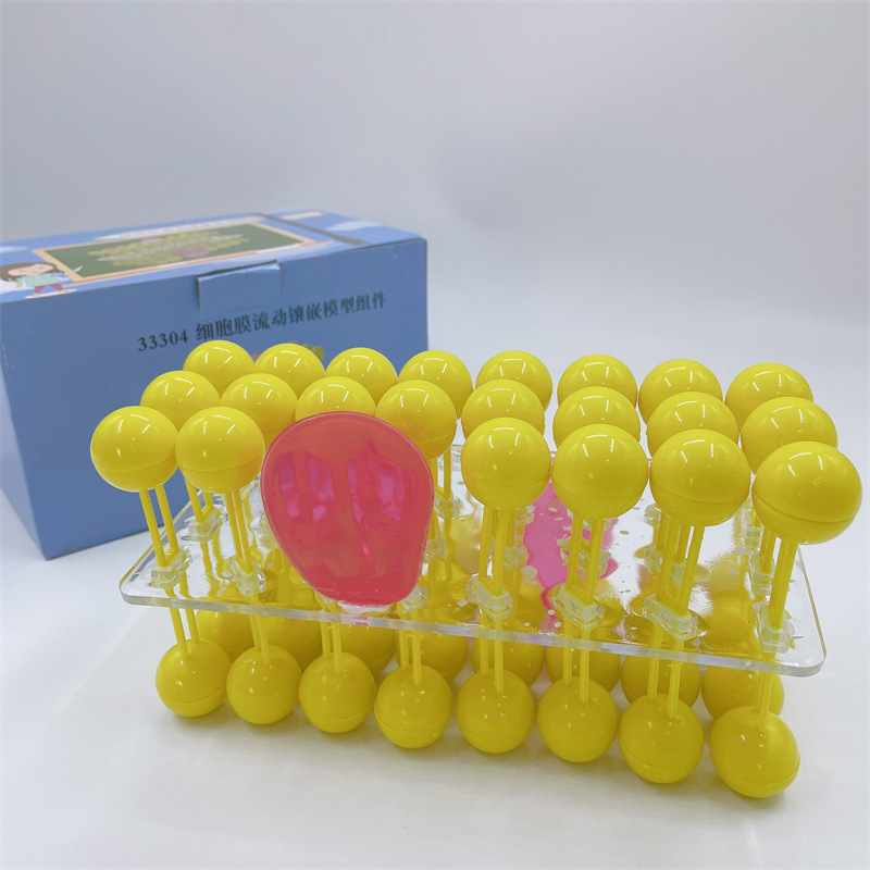 J33304细胞膜流动镶嵌模型组件 细胞膜模型 生物实验器材教学仪器