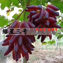 新品种 绍星3号葡萄苗 早熟葡萄树苗南方北方种植包成活无核葡萄