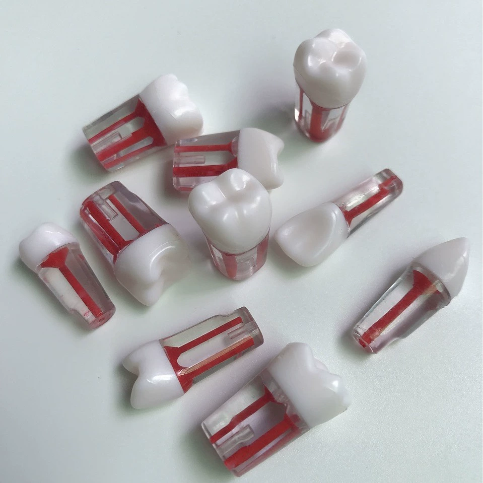 Учебный зуб для стоматологического обследования: зуб с изолированным корневым каналом, удаление пульпы, зуб с полостью для пульпы, зуб для обучения, зуб для обучения лечению корневых каналов