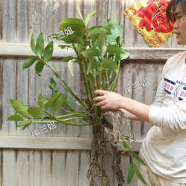 球花石斛苗长绿石斛黄花花卉绿植盆栽g