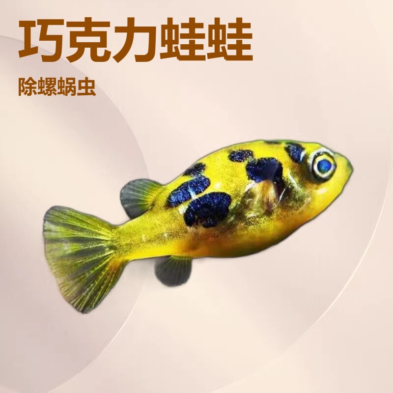 Chocolate Dollfish, Pufferfish, Snail and Worm Exterminator, Live Submarine Fish, Grass Tank Pet, Small Tropical Ornamental Fish