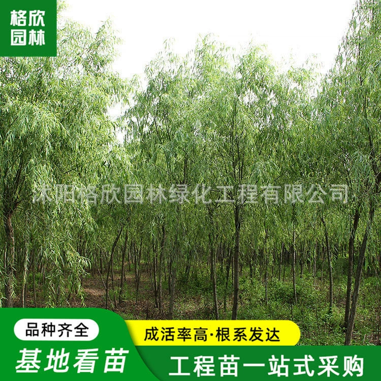 Плачущая ива Рассада Озеленение Рассада Цвет блока Hedgerow Road Украшен вечнозеленым All Seasons Двор Большой Просмотр Размер Льготные Плач ивы