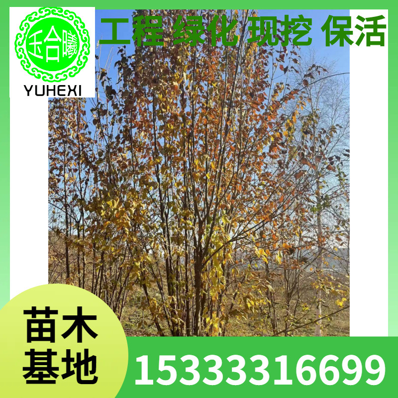 蒙古栎 丛生蒙古栎 园林公园绿化 元宝枫 茶条槭 金叶榆 糖槭